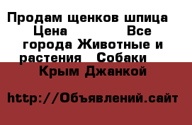 Продам щенков шпица › Цена ­ 20 000 - Все города Животные и растения » Собаки   . Крым,Джанкой